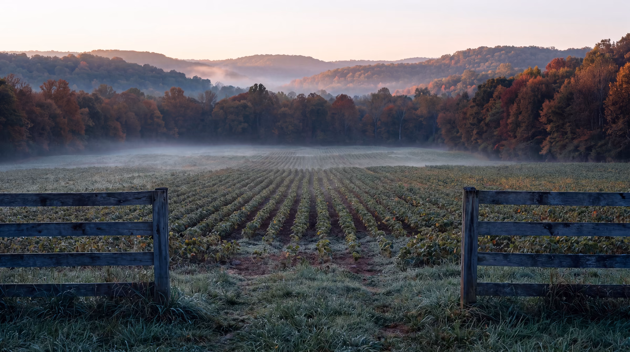 Dawn over a young soybean field seen through a gap in a weathered fence
