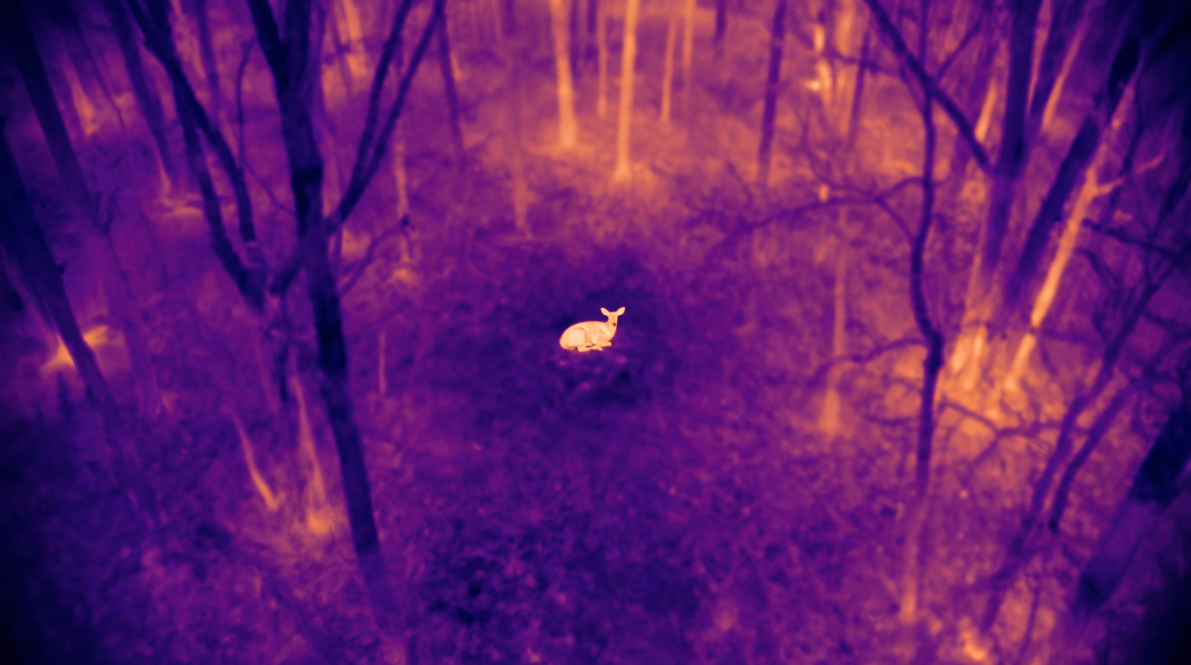 Illustrative: thermal view of leafless timber at night with one deer's heat signature