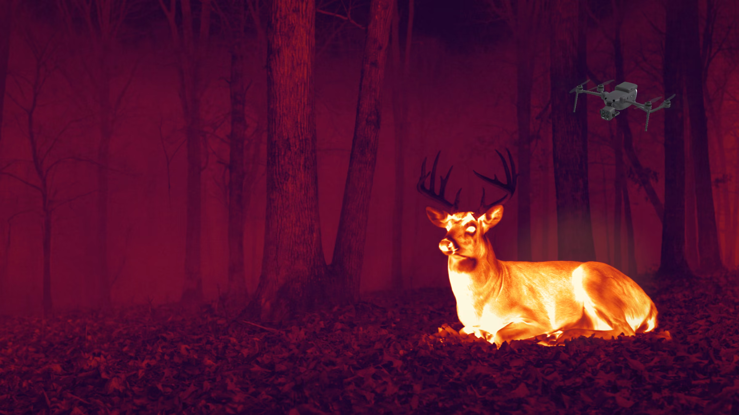 The same timber as a thermal image: the buck's body heat glows bright against the cool trees.